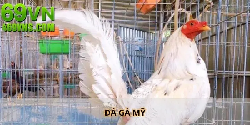 Đá Gà Mỹ - Hình Thức Đấu Kê Tạo Nên Xu Hướng Năm 2025